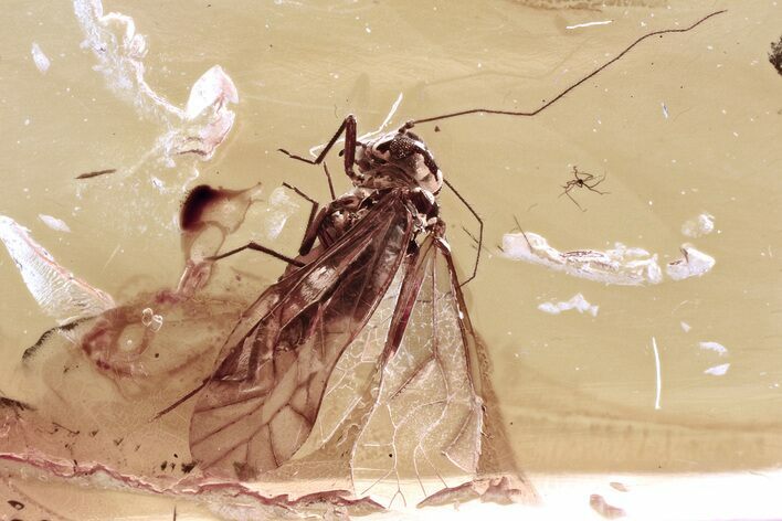 Detailed Fossil Barklouse (Psocodea) In Baltic Amber #330691